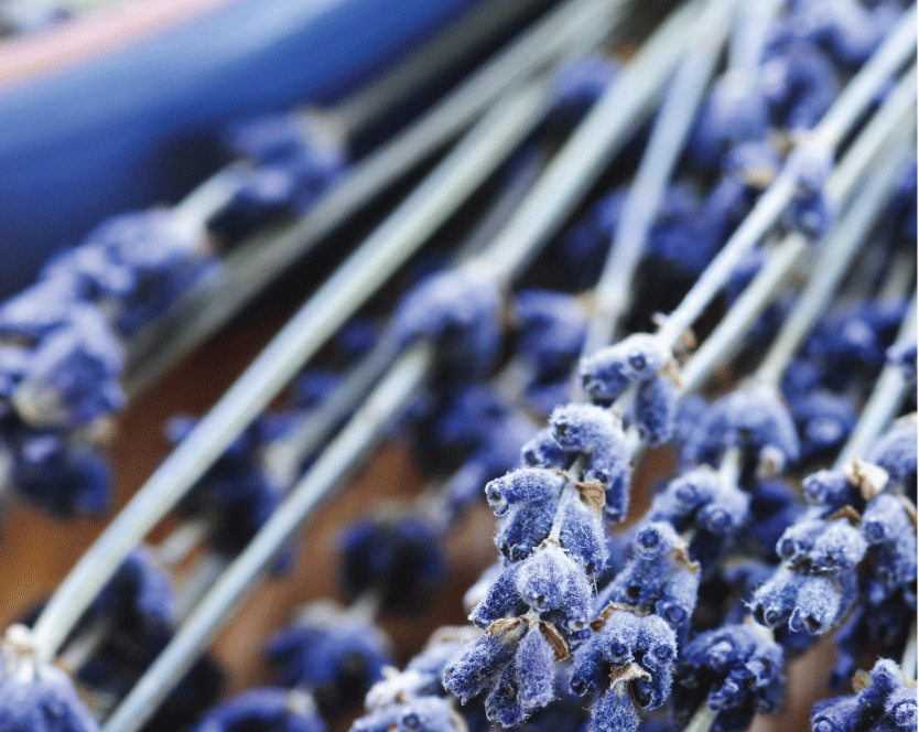 Lavender Varieties