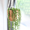 String Of Pearls Succulent Plant in Rustic Clay Pot