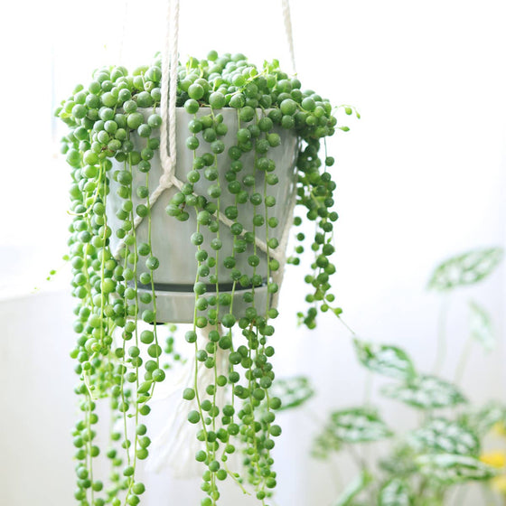 String Of Pearls Succulent Plant in Rustic Clay Pot