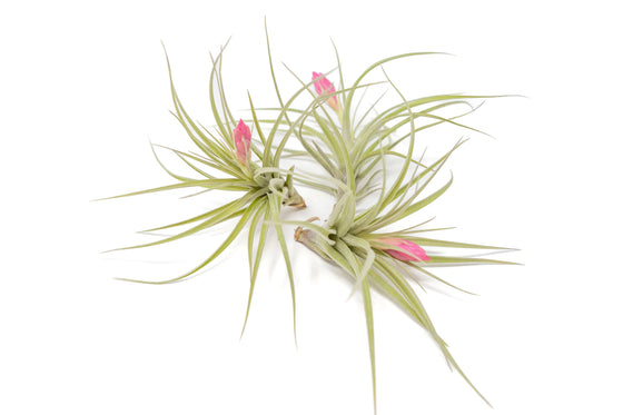 Tillandsia Stricta Hybrid Air Plants