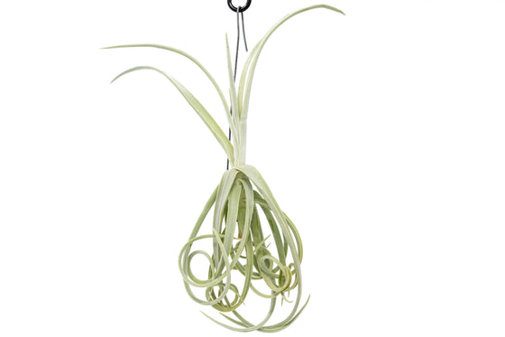 Tillandsia Duratii