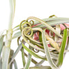 Tillandsia Duratii