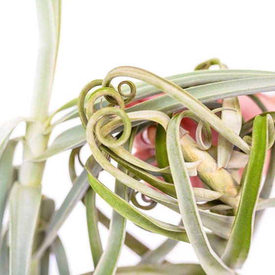 Tillandsia Duratii