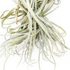 Tillandsia Duratii