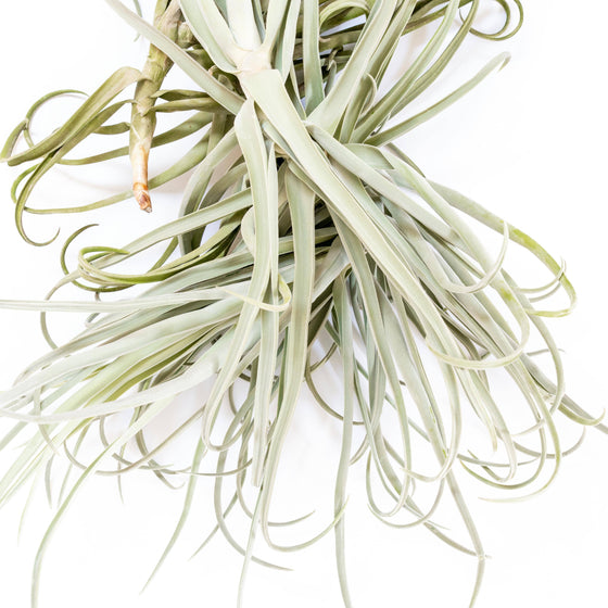 Tillandsia Duratii