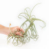 Tillandsia Duratii