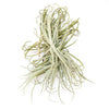 Tillandsia Duratii