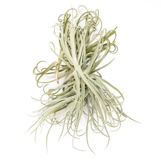 Tillandsia Duratii