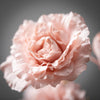 SOFT PINK LISIANTHUS SPRAY