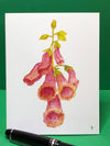 Foxglove