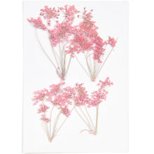  Rico Design Pressed Flower & Plant Set, Ammi Branch, Pink