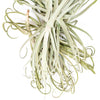 Tillandsia Duratii