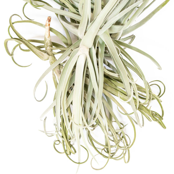 Tillandsia Duratii