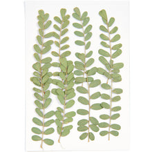  Rico Design Pressed Flower & Plant Set, Carnation