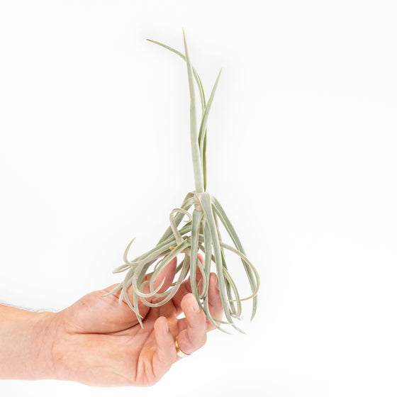 Tillandsia Duratii