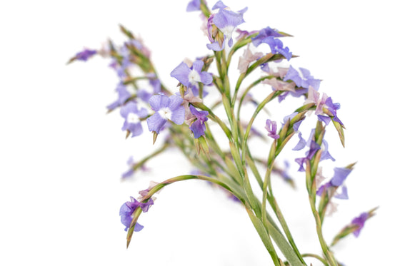 Tillandsia Duratii