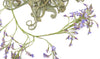 Tillandsia Duratii