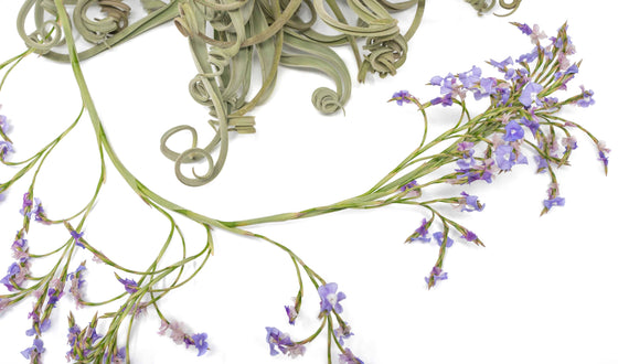 Tillandsia Duratii