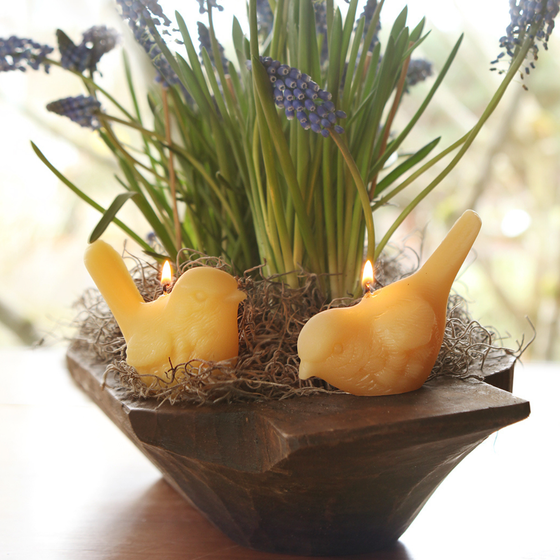 Beeswax Song Birds