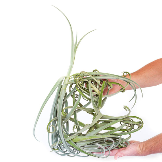 Tillandsia Duratii