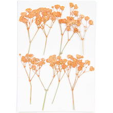  Rico Design Pressed Flower & Plant Set, Gypsophilia, Peach
