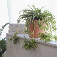  Spider Plant - Chlorophytum comosum in planter