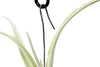 Tillandsia Duratii