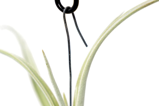 Tillandsia Duratii