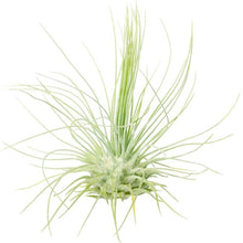  Tillandsia Fuchsii Air Plants in Terrarium