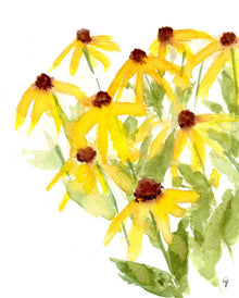  Black Eyed Susan