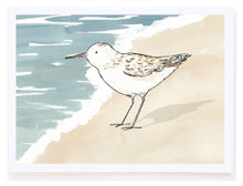  Sandpiper