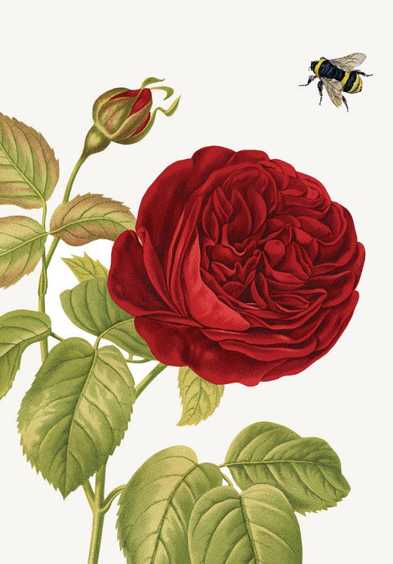Red Rose • Mini Enclosure Card