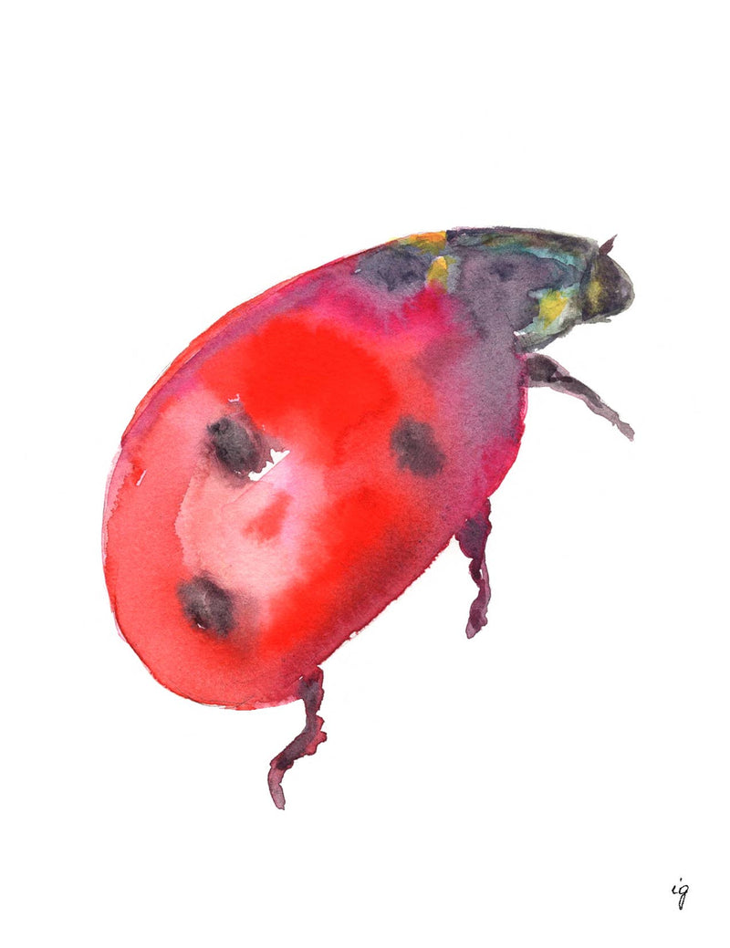 Ladybug