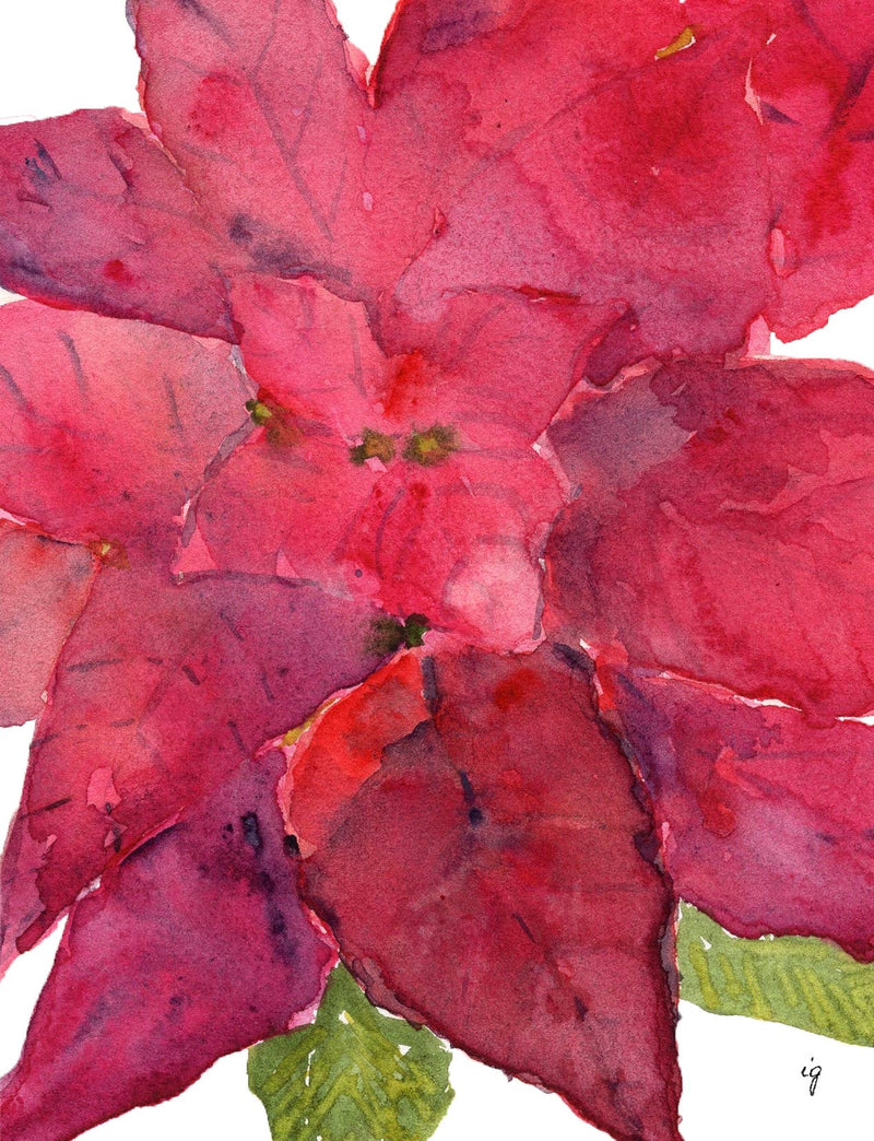 Poinsettia