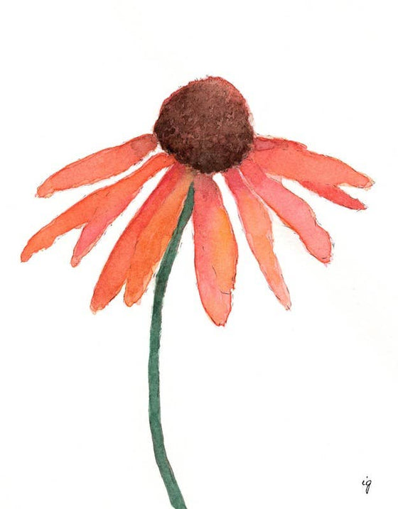 Coneflower